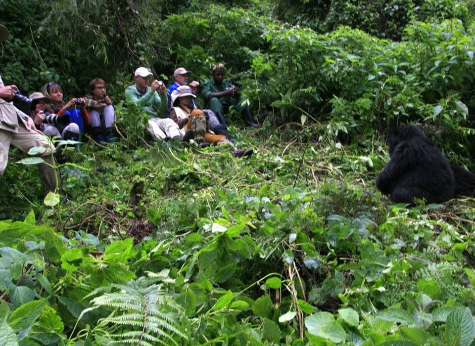 Top 5 Gorilla Trekking Adventures from Kigali to Bwindi