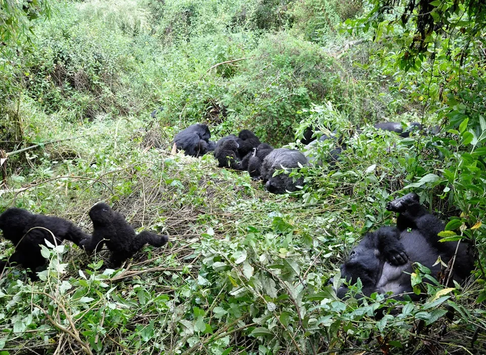 What is the cost 3-Day Gorilla Flying Luxury Safari in Uganda