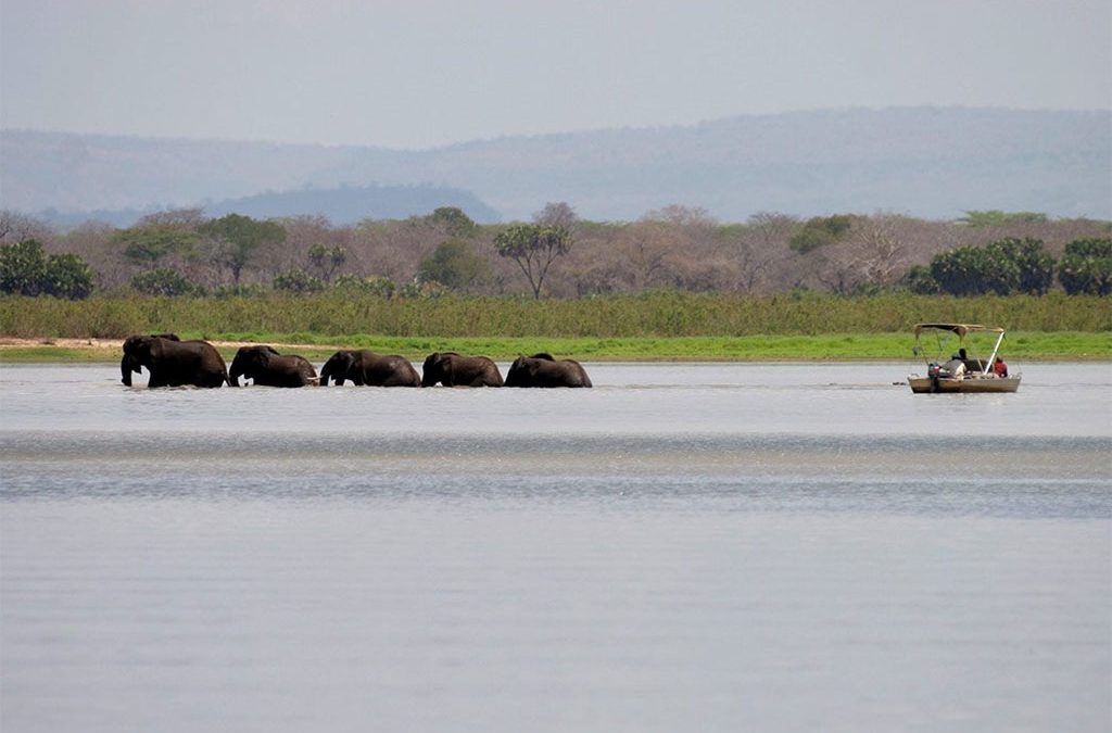 What to Expect on a Rufiji River Boat Safari