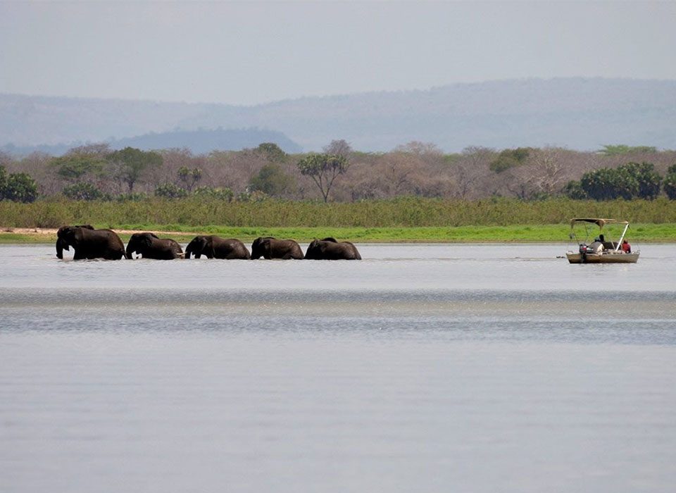 What to Expect on a Rufiji River Boat Safari