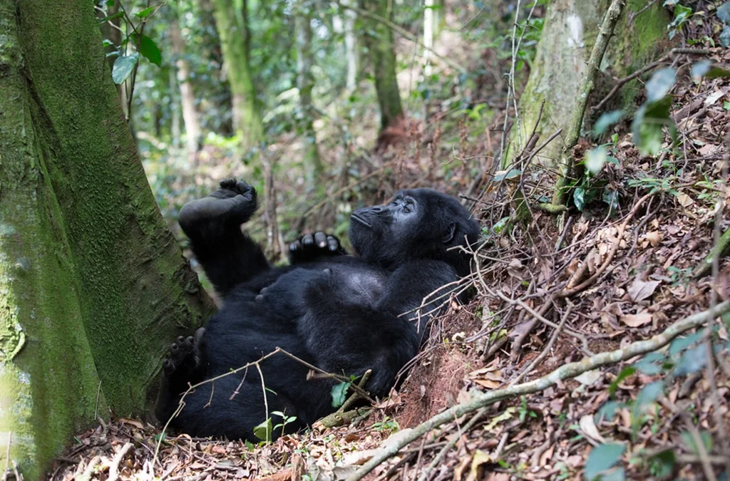 Average cost of Gorilla Safari in Uganda & Rwanda