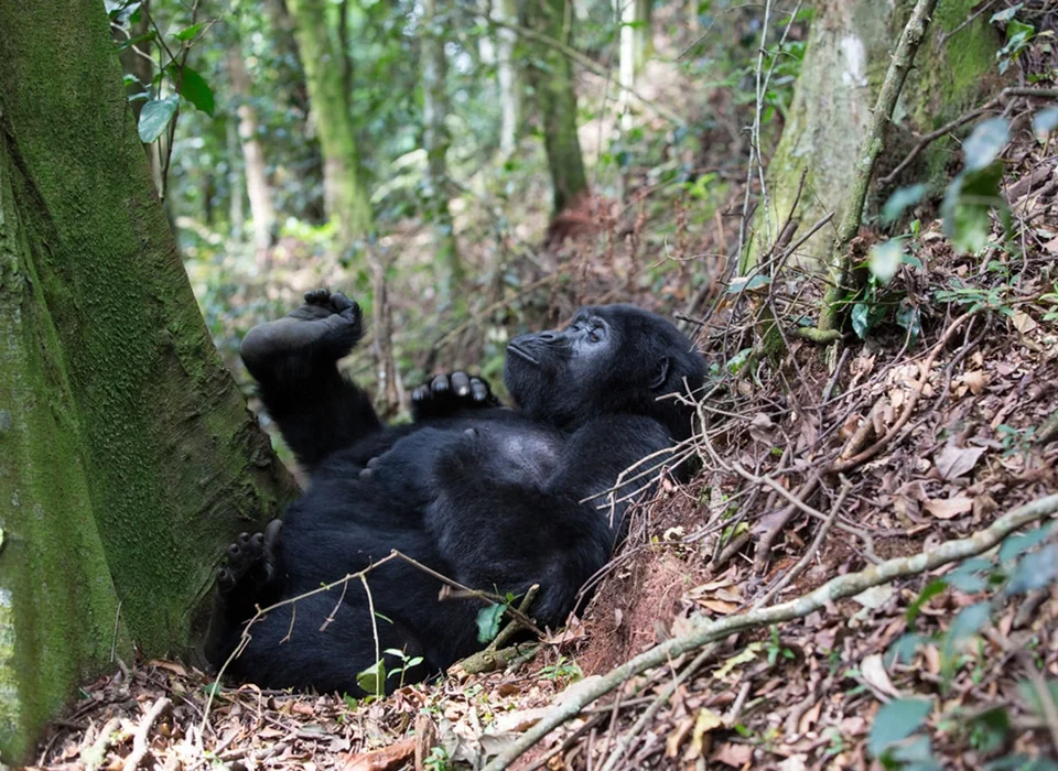 Average cost of Gorilla Safari in Uganda & Rwanda