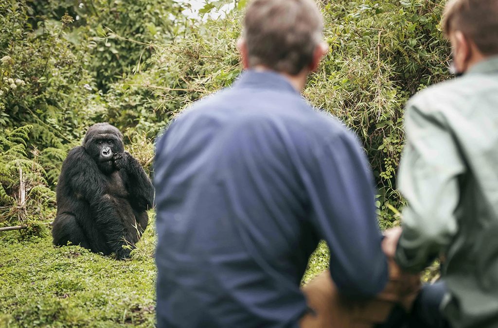 Gorilla Trekking in Rwanda with French Speaking Guide