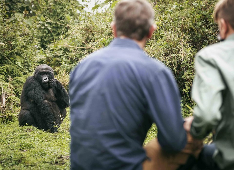 Gorilla Trekking in Rwanda with French Speaking Guide