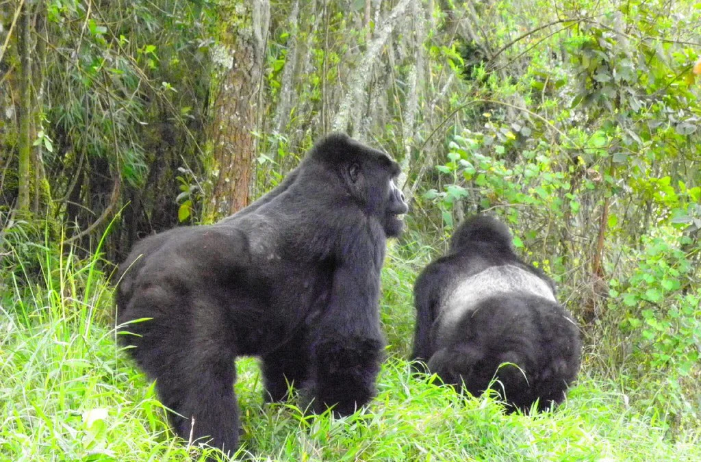 How to Combine Gorilla Trekking and Lake Kivu Cruises