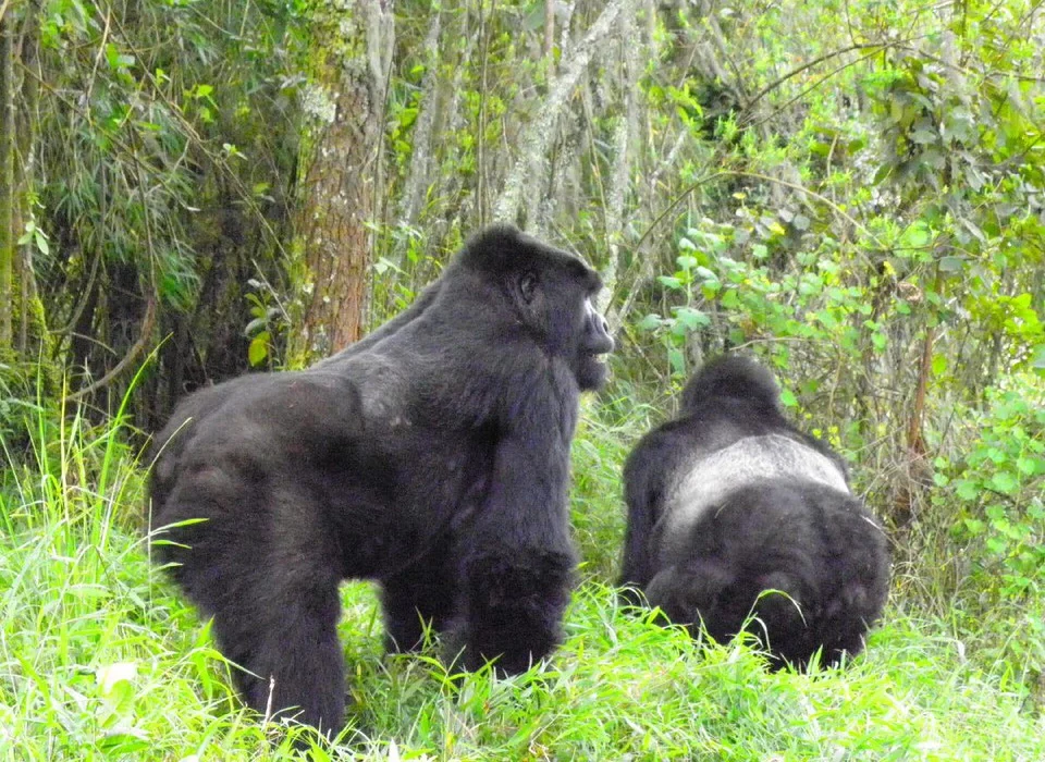 How to Combine Gorilla Trekking and Lake Kivu Cruises