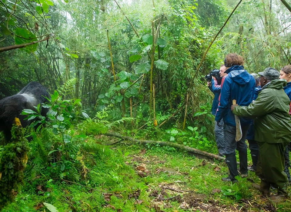 How to book Gorilla Permits in Uganda & Rwanda by Foreigners