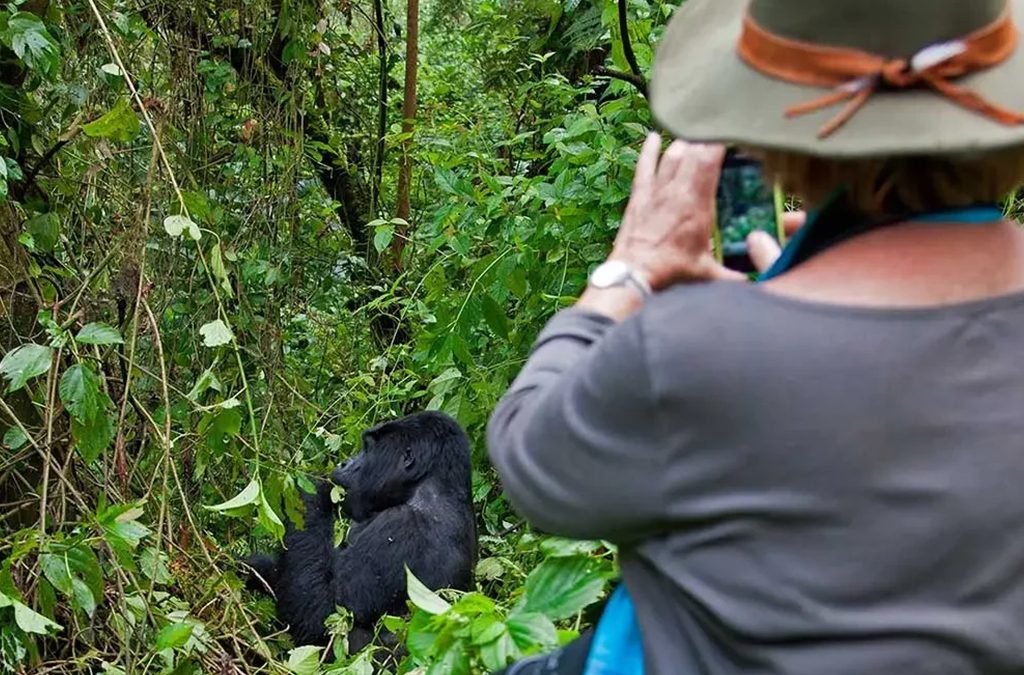 How to plan Gorilla Habituation Safari in Uganda