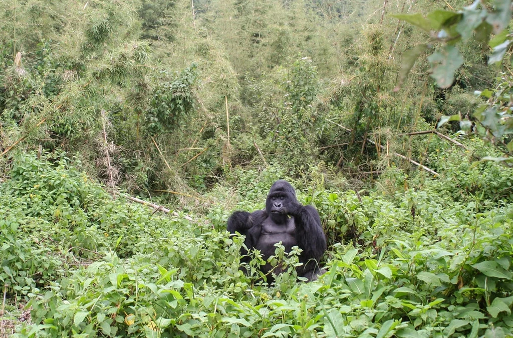 How to plan Gorilla Trekking in Rwanda from Romania