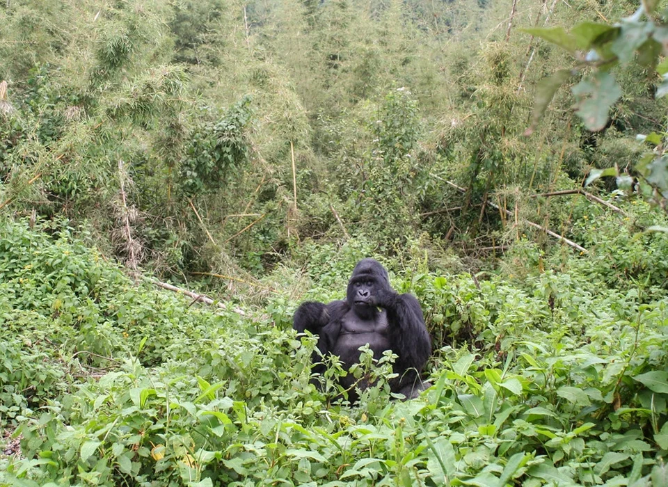 How to plan Gorilla Trekking in Rwanda from Romania