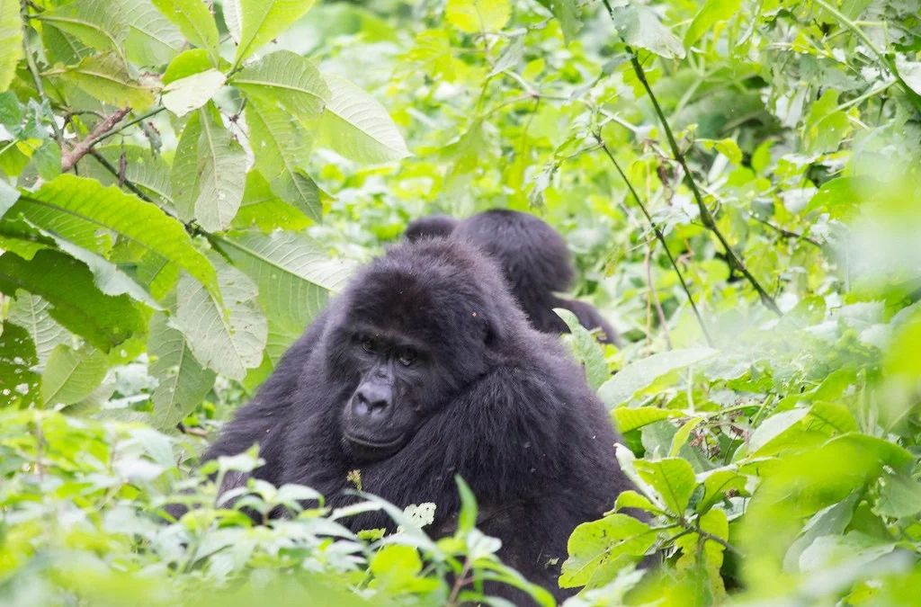 How to plan less Costly Primates Safari to Rwanda & Uganda