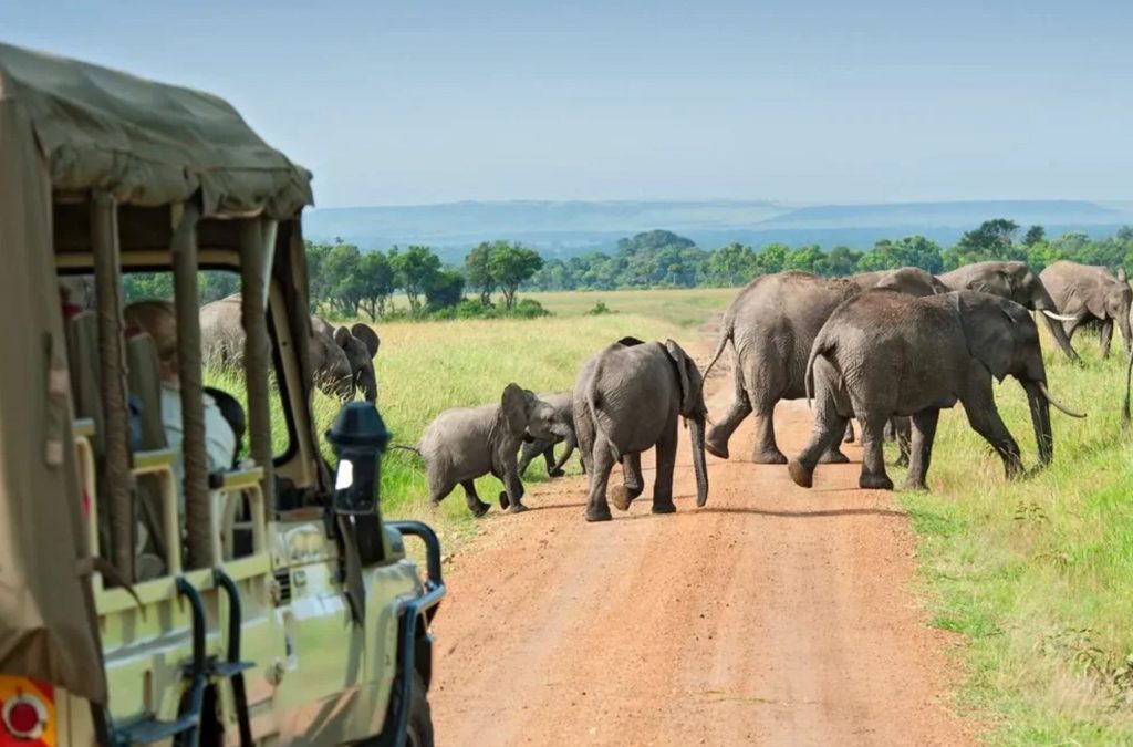 Planning Your Luxury Safari to Queen Elizabeth and Bwindi