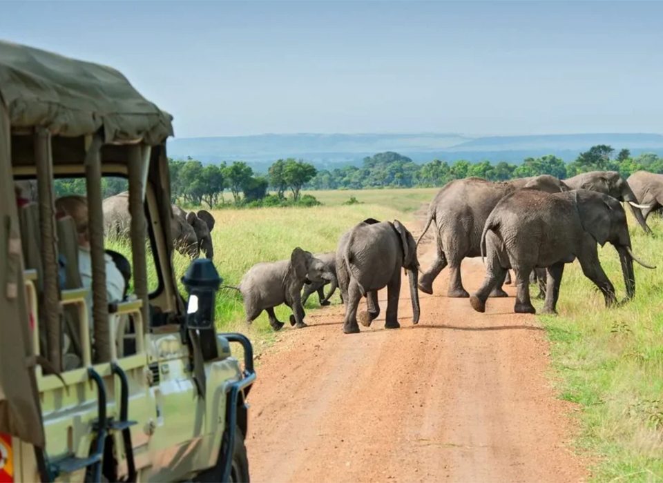 Planning Your Luxury Safari to Queen Elizabeth and Bwindi