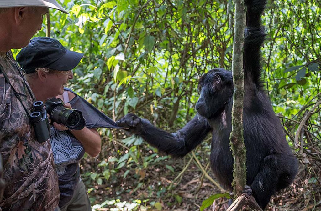 The cost of Gorilla & Golden Monkey Safari in Rwanda