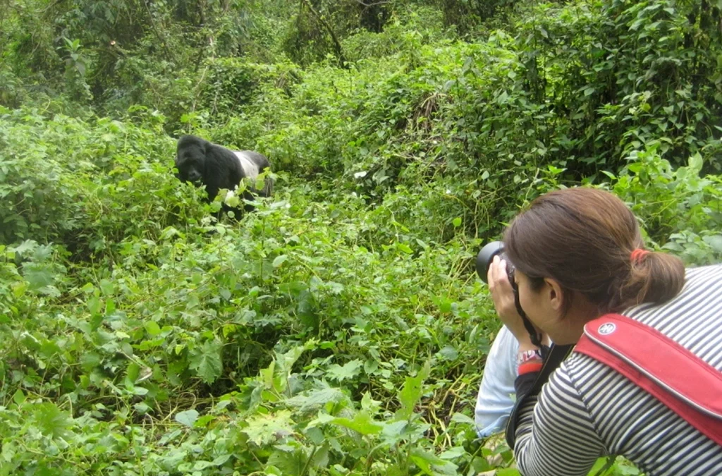 What are the easy steps to Plan a Uganda Safari