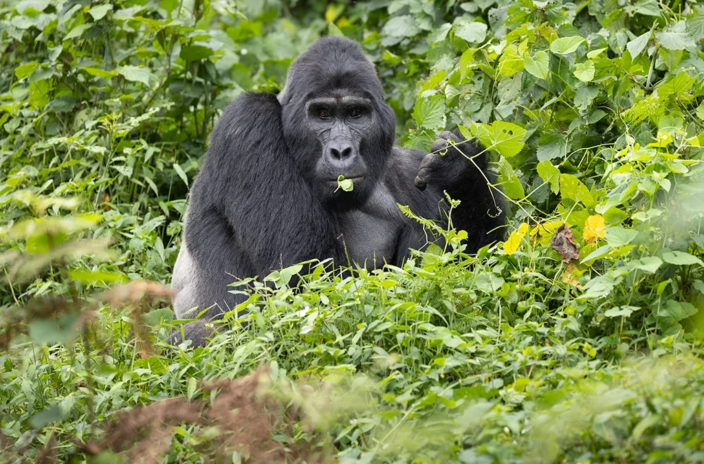 What is the Cost of Gorilla & Chimpanzee Safari in Uganda