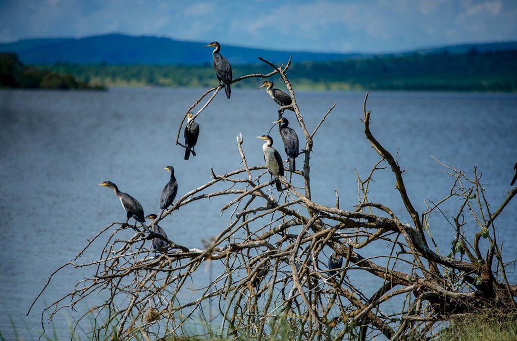 Why Combine Akagera Game Safaris and Bird Photography