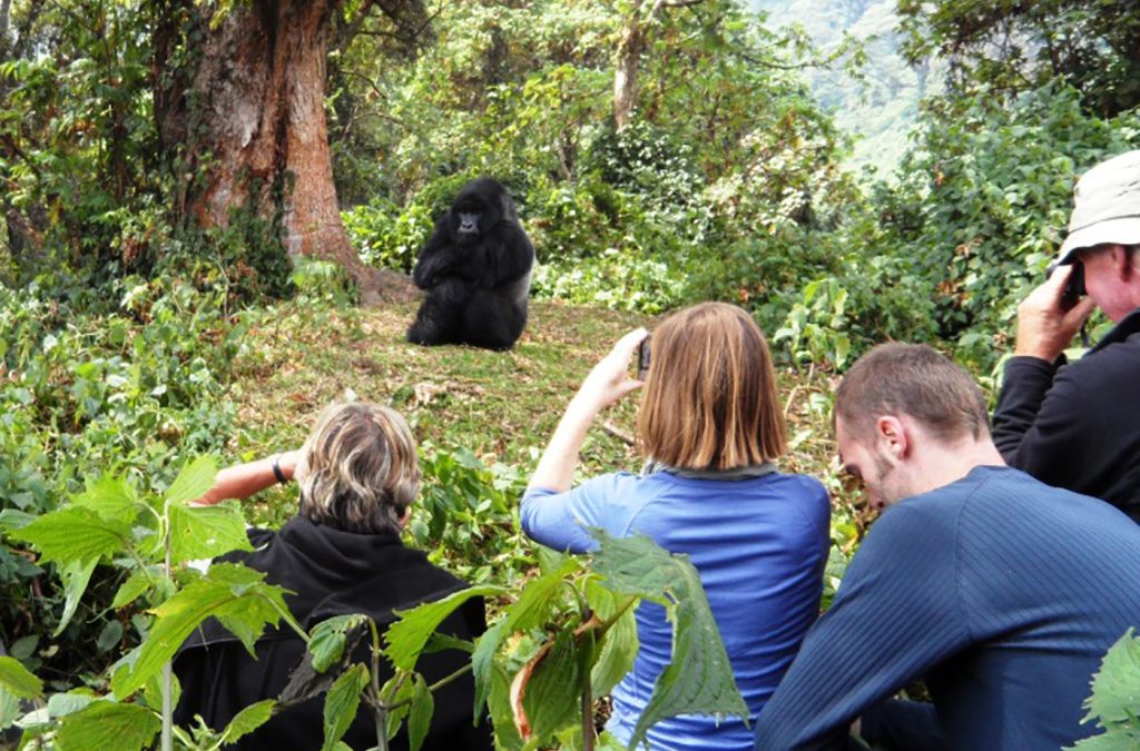 Why Combine Gorilla and Chimpanzee Trekking in Rwanda