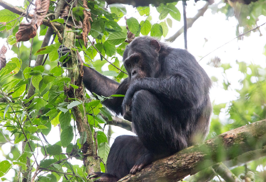 Why Visit Nyungwe Forest National Park
