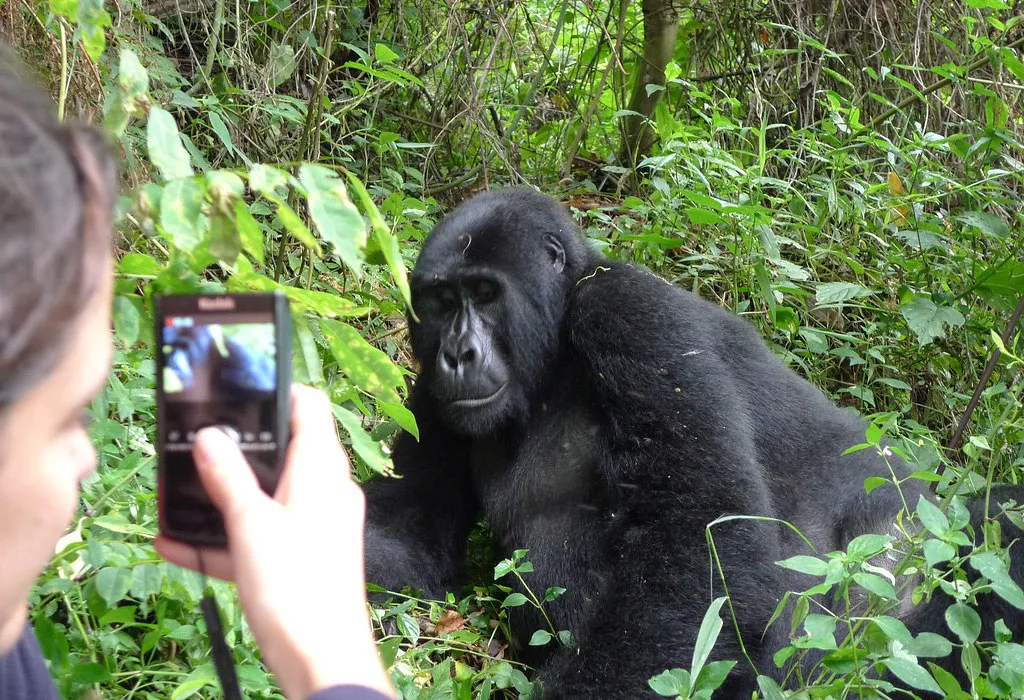 Gorilla Trekking in Bwindi