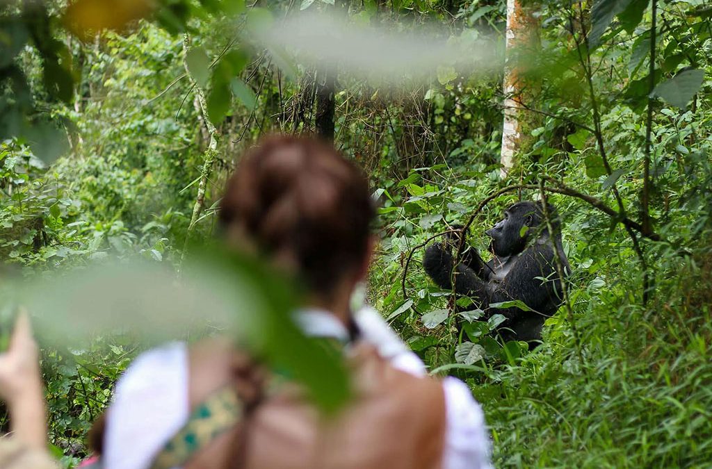 Hidden Costs of Gorilla Trekking in Bwindi