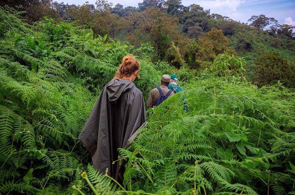 How to Visit Rwanda’s Volcanoes and Burundi’s Rusizi in one trip