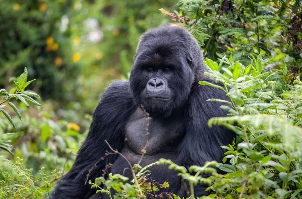 How to do Gorilla Trekking & Chimp Habituation in Rwanda
