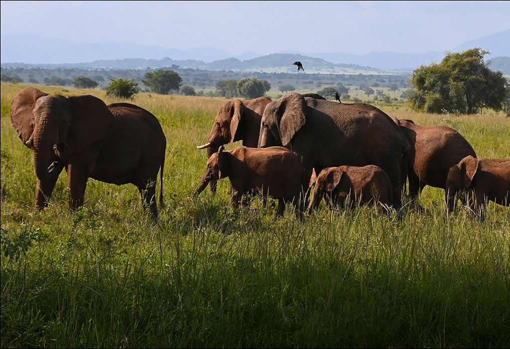The Best of Uganda Safari