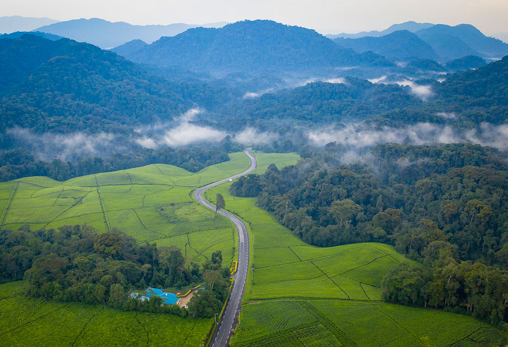 Why Visit Nyungwe Forest National Park