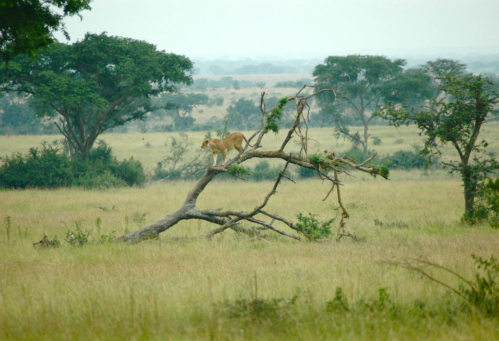 The Best of Uganda Safari