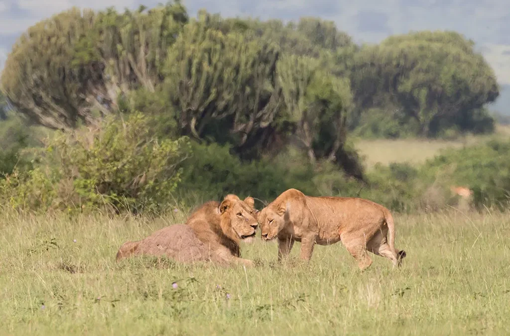 What Does a 5-Day Queen Elizabeth & Bwindi Safari Cost
