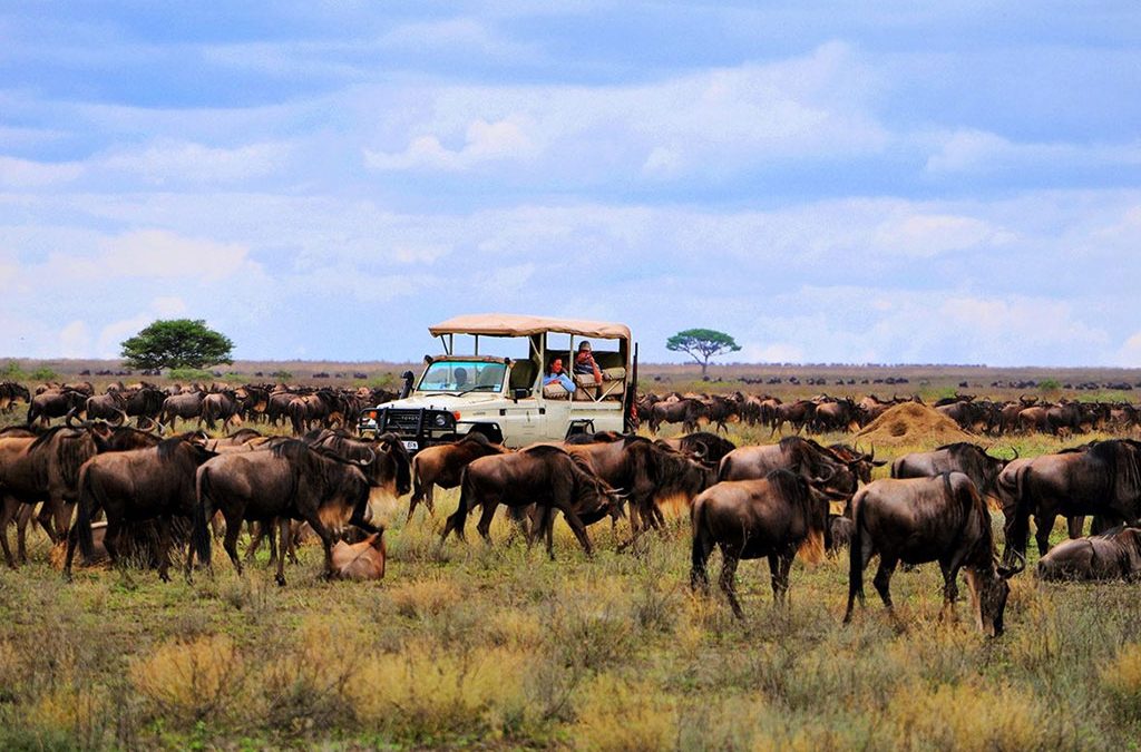 What is the Average Cost for Serengeti Safari