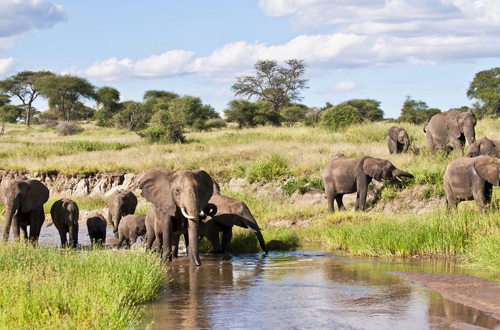 Why Tarangire is Tanzania's Best-Kept Secret for Elephant Lovers