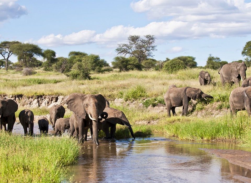 Why Tarangire is Tanzania's Best-Kept Secret for Elephant Lovers