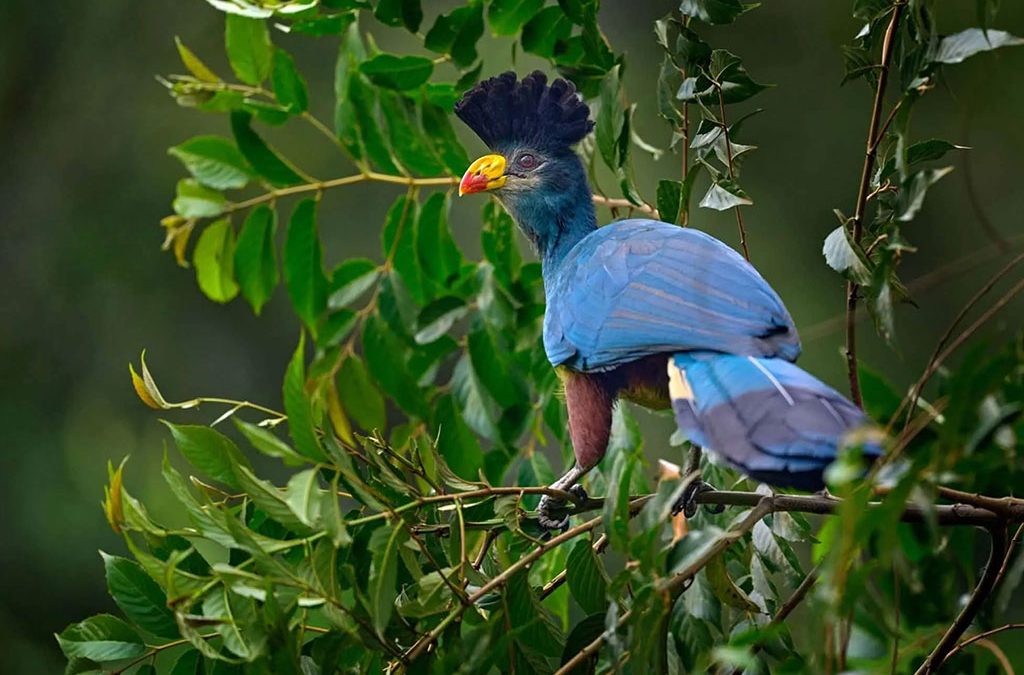 Birdwatching highlights in Nkuringo Sector