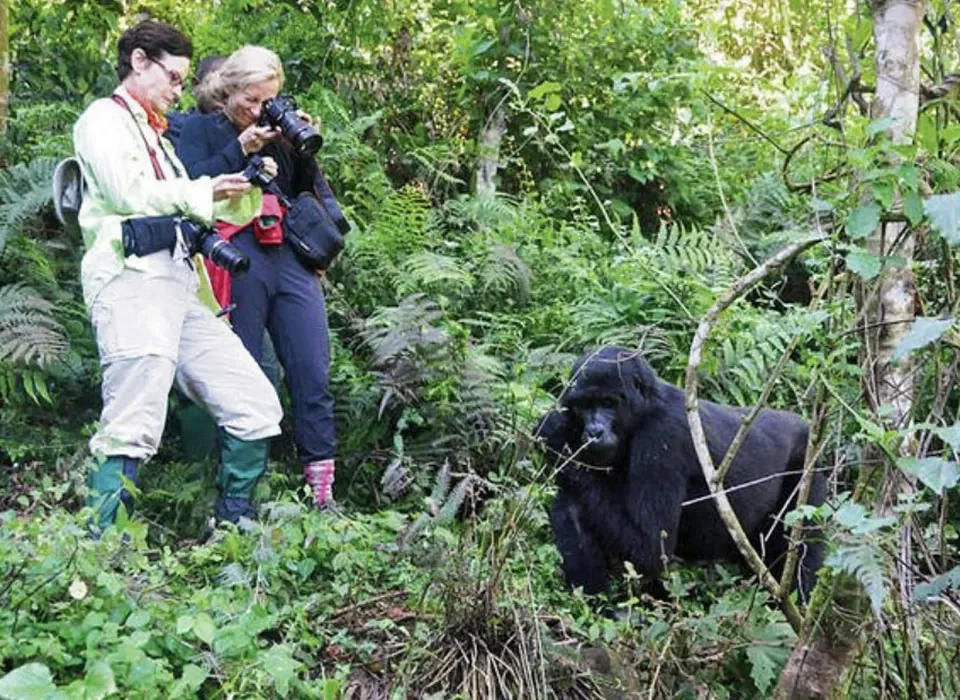 Double Gorilla Trekking in Bwindi with Lake Bunyonyi