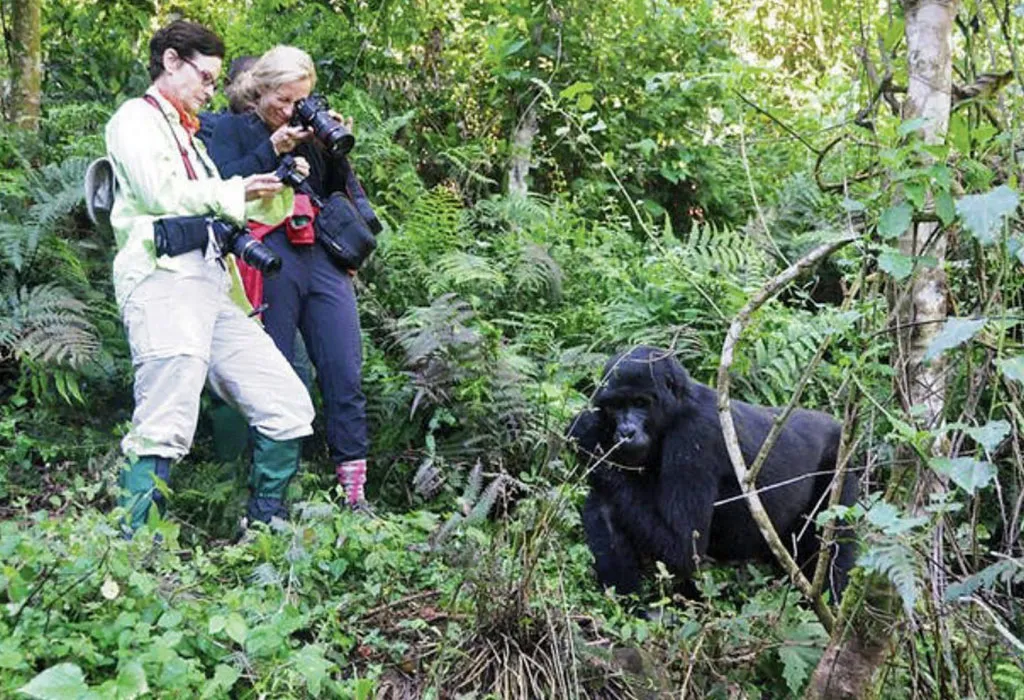 Double Gorilla Trekking in Bwindi with Lake Bunyonyi