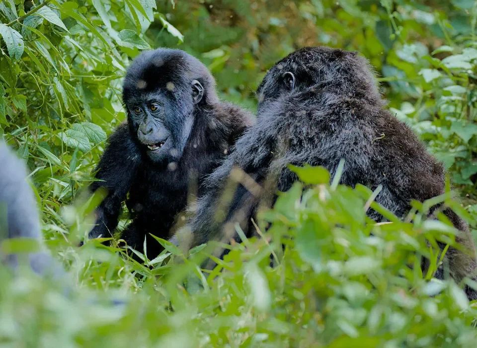 How Kigali City Tours Enhance a Uganda Gorilla Safari