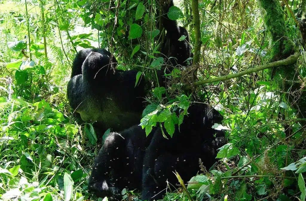 Lake Mutanda Relaxation after Buhoma Gorilla Safari