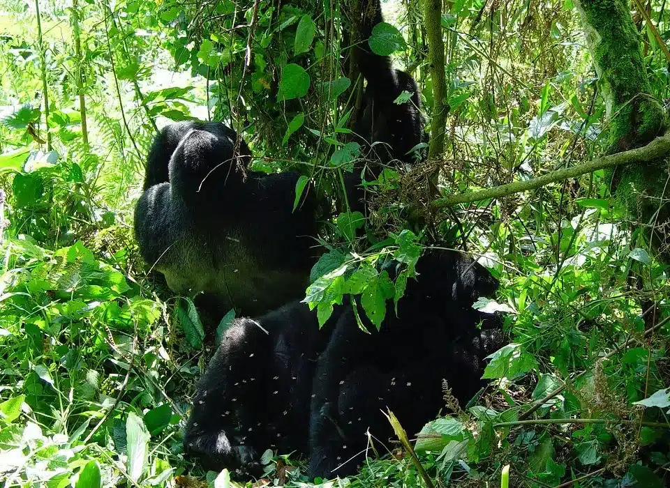 Lake Mutanda Relaxation after Buhoma Gorilla Safari