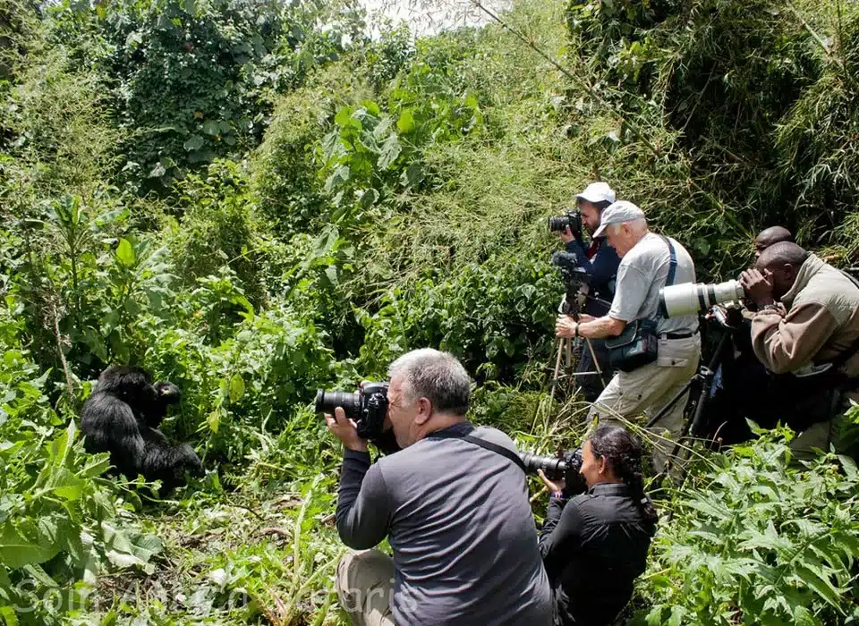 Primates Trekking in Mgahinga from Kisoro