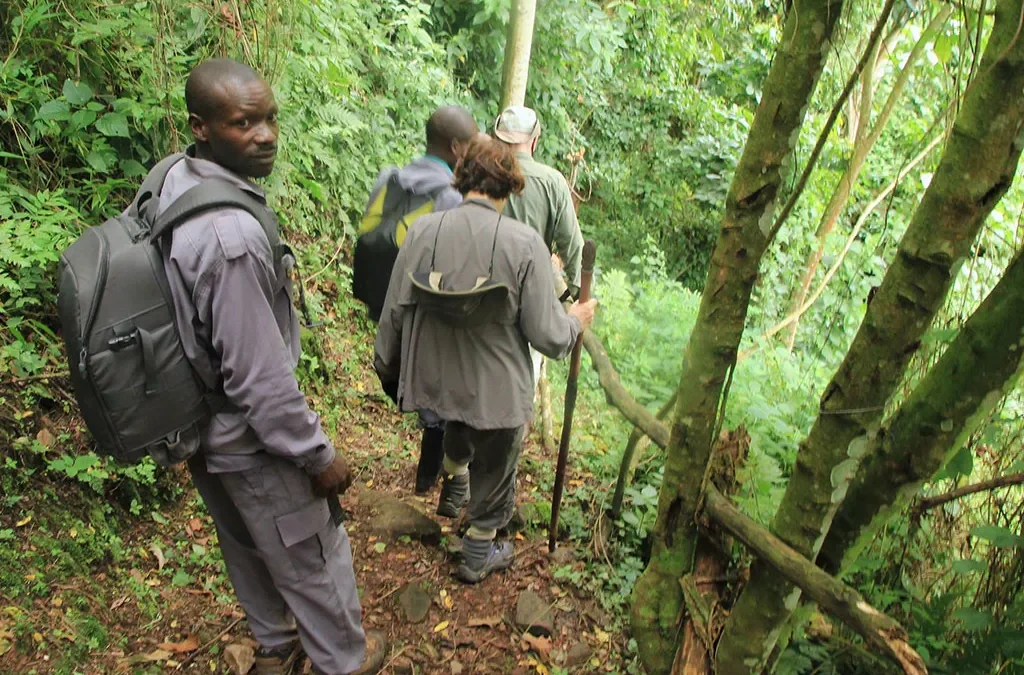 The Cost of Porters for Gorilla Safaris