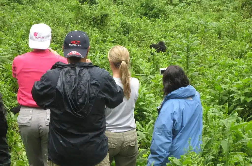 Trekking Gorillas in Uganda from Kigali