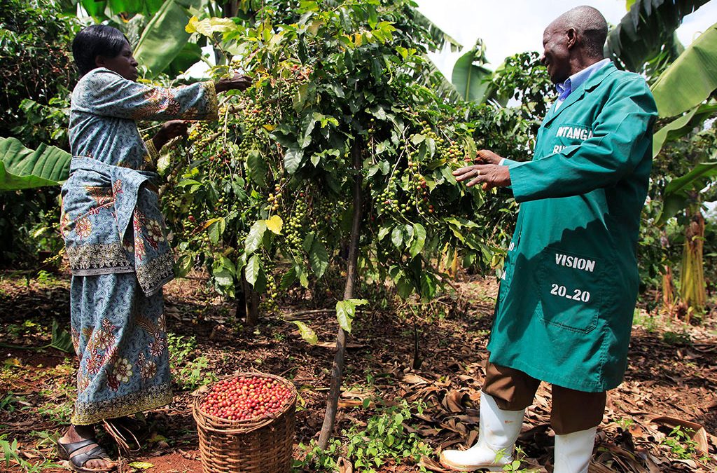 Why add Rwanda’s Coffee Experience to a Uganda Gorillas