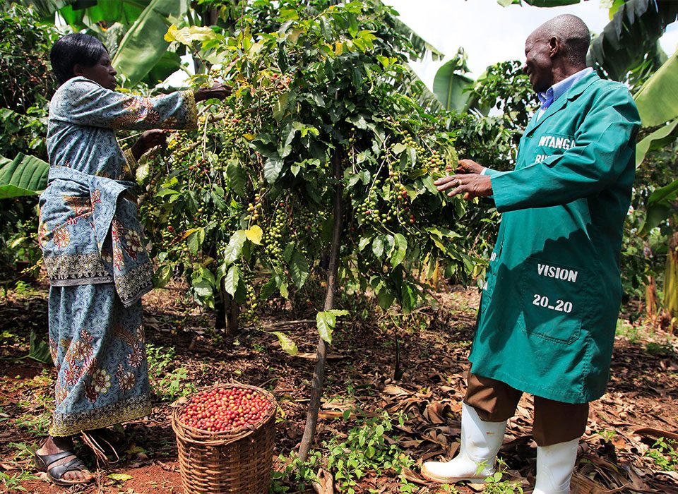 Why add Rwanda’s Coffee Experience to a Uganda Gorillas