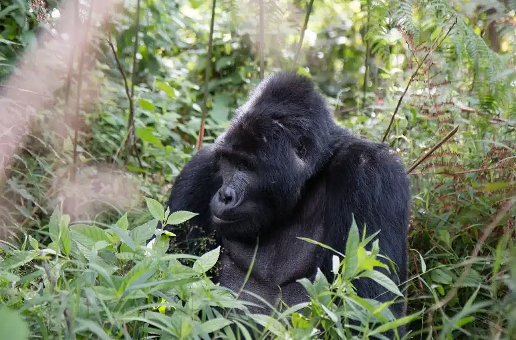 Why do Gorilla Safari in Mgahinga National Park