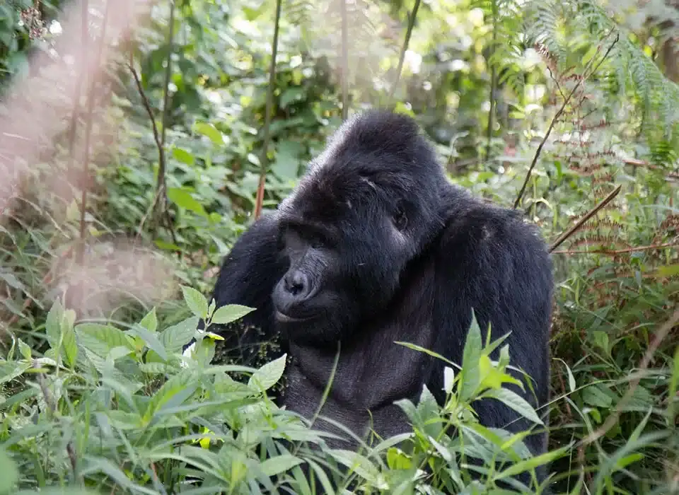 Why do Gorilla Safari in Mgahinga National Park