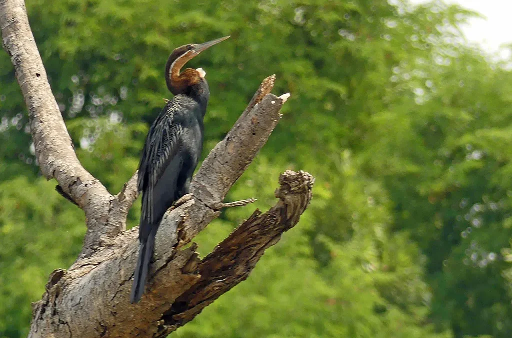 Best of Uganda Birding Safari - 15 Days Itinerary