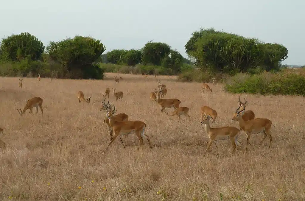 How to Plan a Queen Elizabeth Park Safari from Kigali