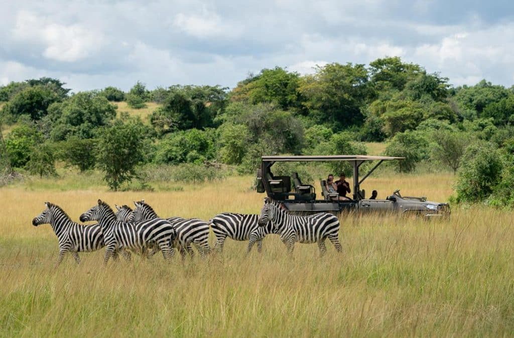 Top 10 Must-See Animals in Akagera National Park